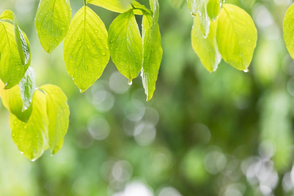 梅雨の時期に不調になる人は意外と多い！？五月病・気象病とは？～前編～