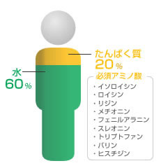 アミノ酸とは