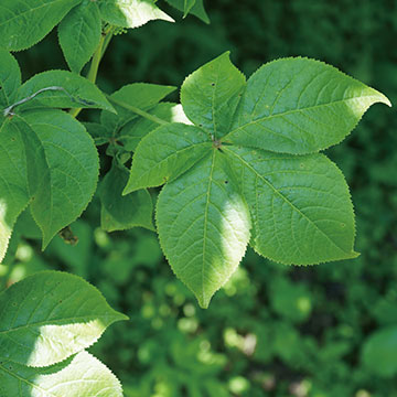 エゾウコギ葉100％使用