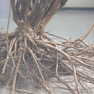エゾウコギの根に含まれる主成分イソフラキシジンを高濃度に凝縮